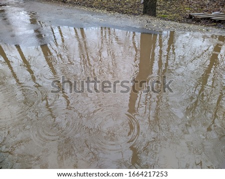 reflection of dry trees in a dirty brown puddle