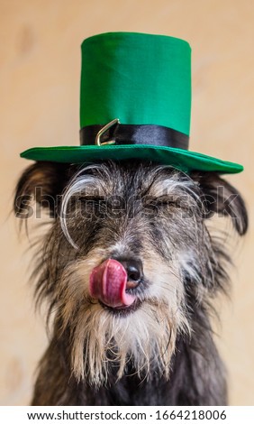 St. Patrick celebration hat funny dog with tongue out