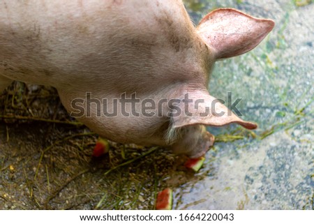 Shot of young pig happily playing outside and eating some fresh grass.Horizontal format,high angle view looking up to the pig against a bright sky with copy space.Photographed on small organic farm.