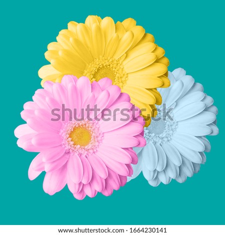 Pink, yellow and blue gerberas on a turquoise background, collage. Trending concept of blooming flowers, spring, summer. Minimalism.