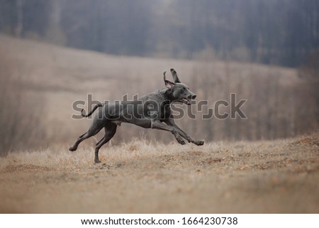 happy weimaraner dog running on a field in autumn
