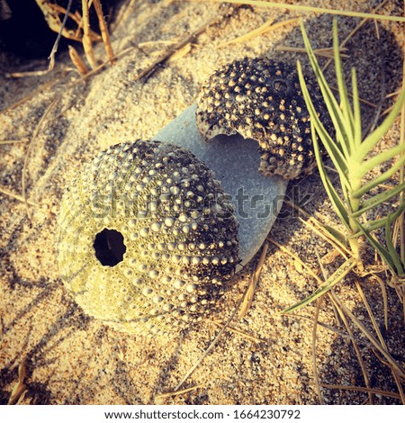 sea urchin shell on the beach