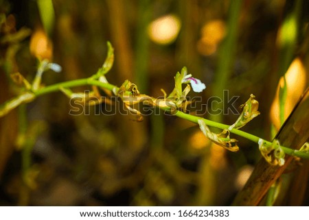 white color flower in tree branch 