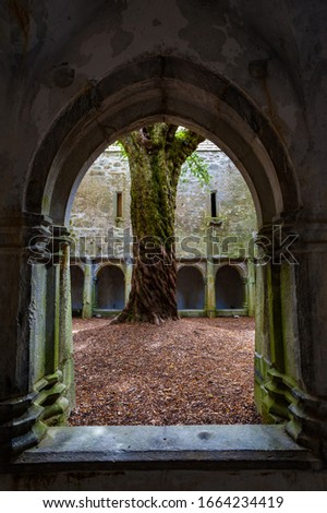 Old tree in the courtyard  of Muckross Abbey ruins, Killarney National Park in Ireland Royalty-Free Stock Photo #1664234419