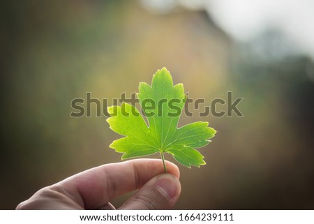 
Green leaf in the hands of man