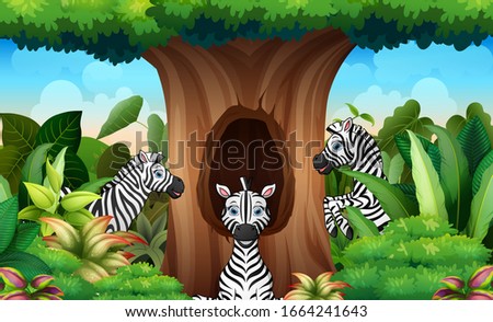 A group of zebra looking a hollow tree
