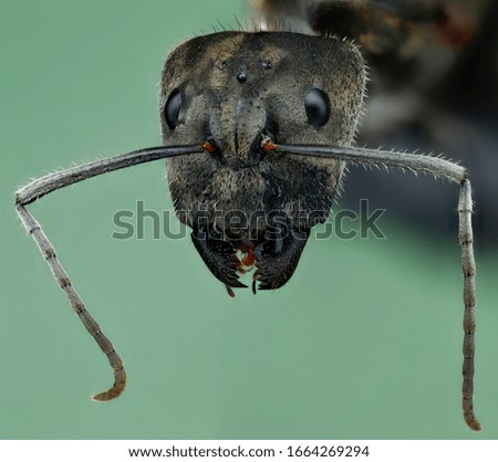 Stacking focus ant- Amazing nature