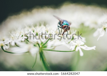 Macro photo of a fly siting on a flower