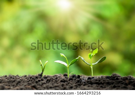 Small trees of different sizes on a green background, the concept of environmental stewardship and World Environment Day. Royalty-Free Stock Photo #1664293216
