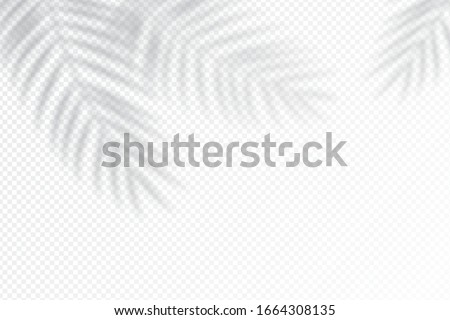 Shadow effects with tropical palm leaves in the corner. Flat lay background with tropical leaf shadow. Applicable for mockup, template background. Vector illustration