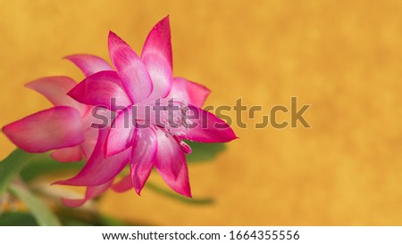 On a blurry yellow background close-up of the pink flower schlumbergera. Focus on petals, pollen and stamen plants. Free space under the text.