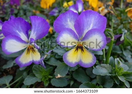 Purple pansy flowers blooming in early spring.