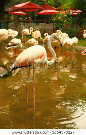 Flamingos in a zoo near to Iguazu National Park, Brazil.