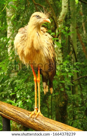 A beautiful bird in a zoo near to Iguazu National Park, Brazil.