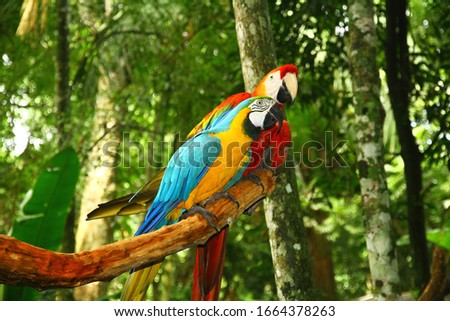 Colorful parrots in a zoo near to Iguazu National Park, Brazil. 