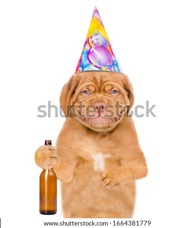 Dog wearing birthday hat holds bottle of beer. isolated on white background
