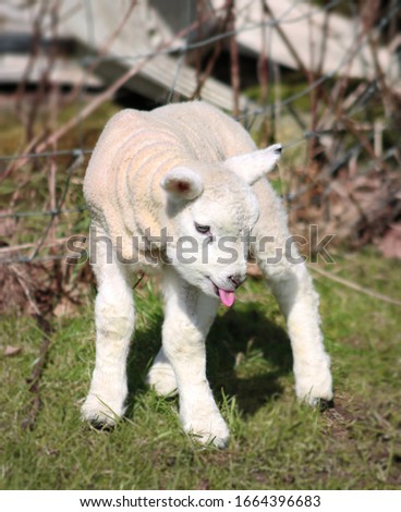 Baby lamb sticking it’s tongue out
