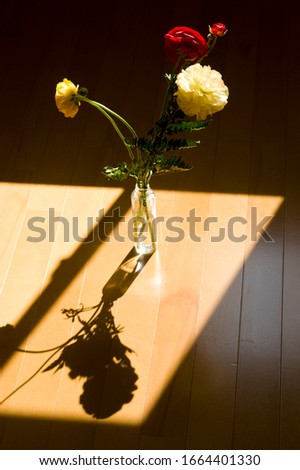 The shadow of the window frame and the flowers are reflected on the floor.
The name of these flowers is Ranunculus.
Scientific name is Ranunculus asiaticus.