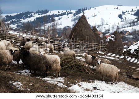A flock of sheep on a paddock in the winter. Livestock in the mountainous region