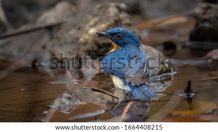 Beautiful blue bird Tickell's blue-flycatcher taking a shower in a puddle of water 