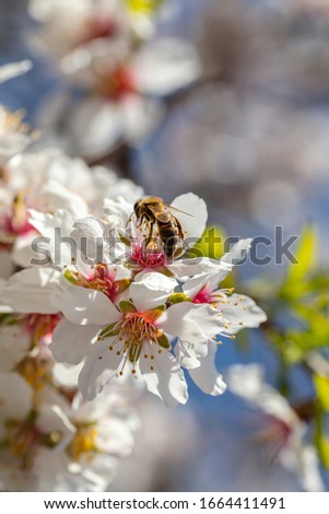 Springtime pollination. Honey bee gathering pollen from almond tree blossoms, closeup view