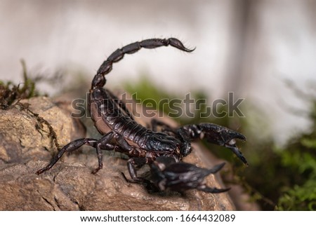 A close-up of a large tropical Scorpion ready to attack