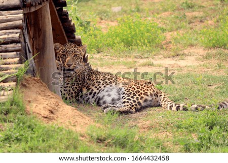 Image of a leopard resting in zoo with warm colors.