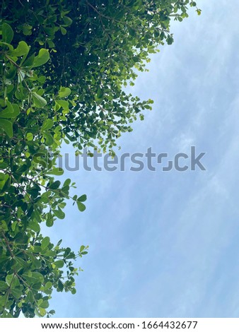 Green leaves over blue sky as background