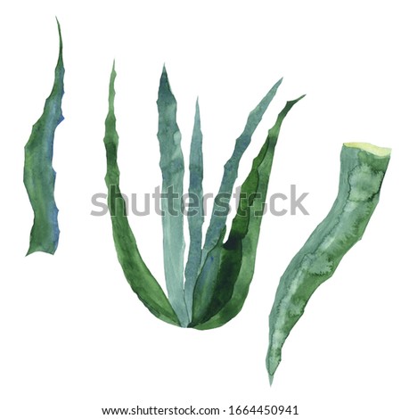 Aloe vera and leaves isolated on white background. Watercolor hand drawing illustration of aloe vera. Perfect for medical design, home decor, print. Clip art of three elements.