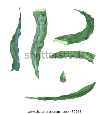 Green leaves of aloe vera and drop of juice aloe. Watercolor hand drawing illustration for medical design, healthy style, bio nature, eco life. Clip art of six elements. Isolated on white background.
