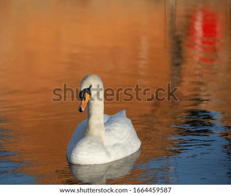 Mute swan gracefully swimming in the water with orange blue reflections