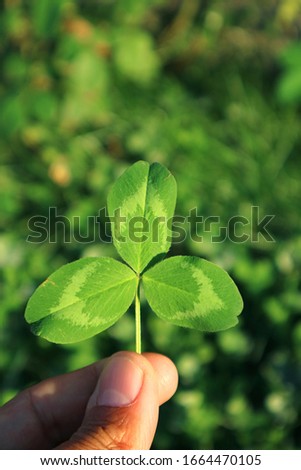 Vertical Image of Shamrock Leaf in Hand with Blurry Green Field in Background