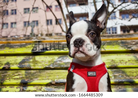 Young sweet black and white purebred Boston Terrier curious walking outside in the sun wearing cute modern red harness