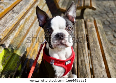 Young sweet black and white purebred Boston Terrier curious walking outside in the sun wearing cute modern red harness