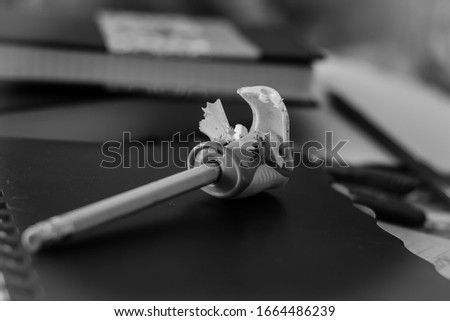 Pencil and sharpener close-up. Sharpened wooden pencil and open sharpener. Wooden shavings from a pencil. The concept of training, education. Side view. Selective focus. Black and white photo