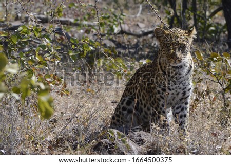 Animals in south africa KrugerPark