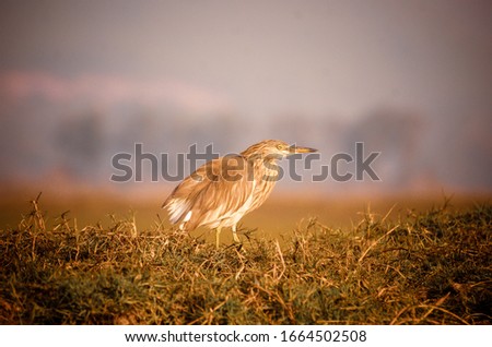 Yellow bittern on the grasslands of Chilka, Odisha, in the fading afternoon light