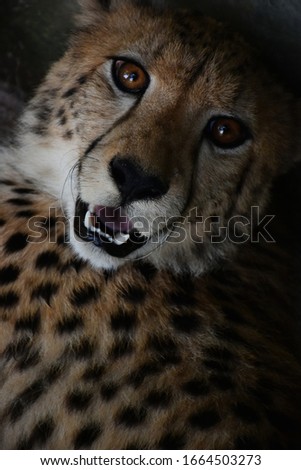 1 year old male cheetah face