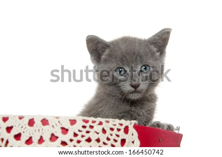 Cute gray kitten inside of a basket on white background