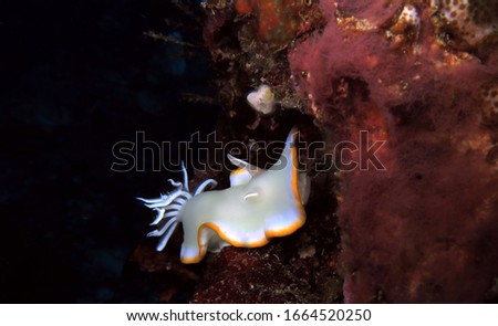 Close up of a Ardeadoris egretta nudibranch Cebu Philippines