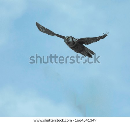 A hawk owl soaring high in the sky