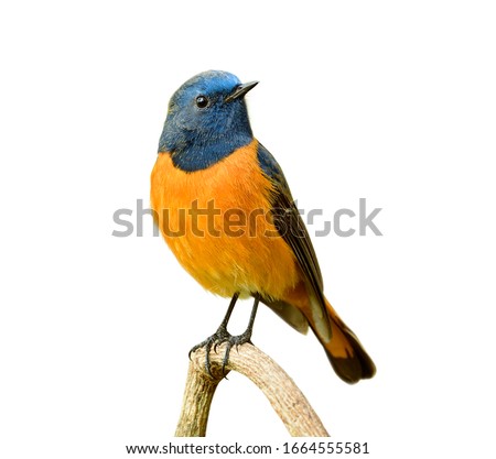 Beautiful orange bird with blue head perching on wooden branch isolated on white background, male of Blue-fronted Redstart Royalty-Free Stock Photo #1664555581
