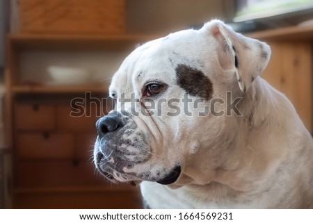 Head shot of a large and beautiful English Bulldog breed dog looking straight forward into the camera
