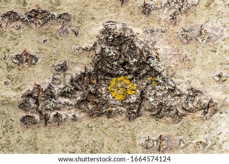 white bark texture of birch tree with yellow lichen