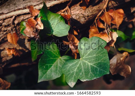 Detail of ivy wrapped around a tree trunk in a forest, during the winter season.