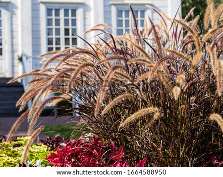 Purple Fountain Grass, Pennisetum setaceum, growing as a center piece at a flower bed in a park Royalty-Free Stock Photo #1664588950
