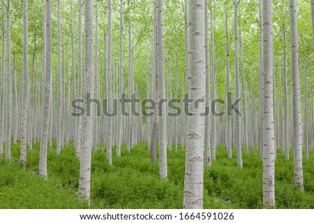 Poplar tree plantation, tree nursery growing tall straight trees with white bark in Oregon, USA Royalty-Free Stock Photo #1664591026
