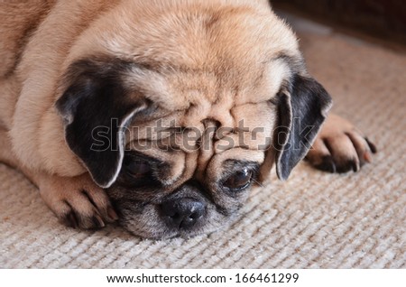Portrait of sad purebred pug dog