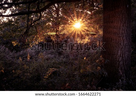 Sunset in forest. Warm subtle light peaking through trees. 