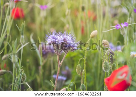 Colorful flowering herb meadow with violet blooming phacelia, red poppy in sunlight. Bee pasture for honey production. Meadow flowers photographed suitable as wall decoration in the wellness area